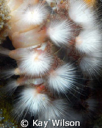 Bristle worm abstract, Petit Byahaut, St. Vincent by Kay Wilson 